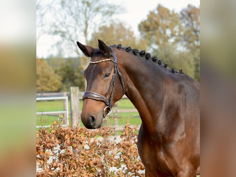 KWPN Giumenta 9 Anni 167 cm Baio scuro in Kedichem