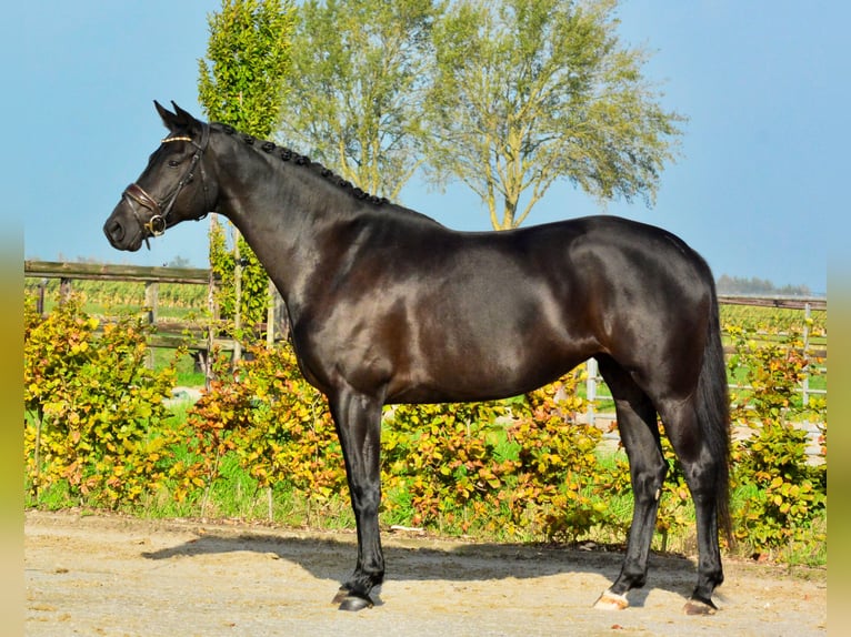 KWPN Giumenta 9 Anni 167 cm Morello in Kedichem