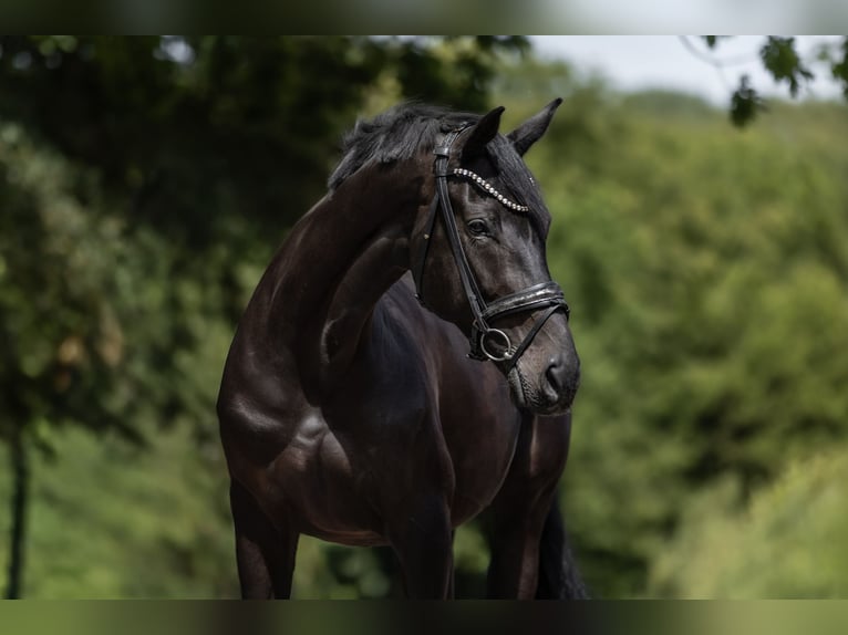 KWPN Giumenta 9 Anni 167 cm Morello in Windhagen