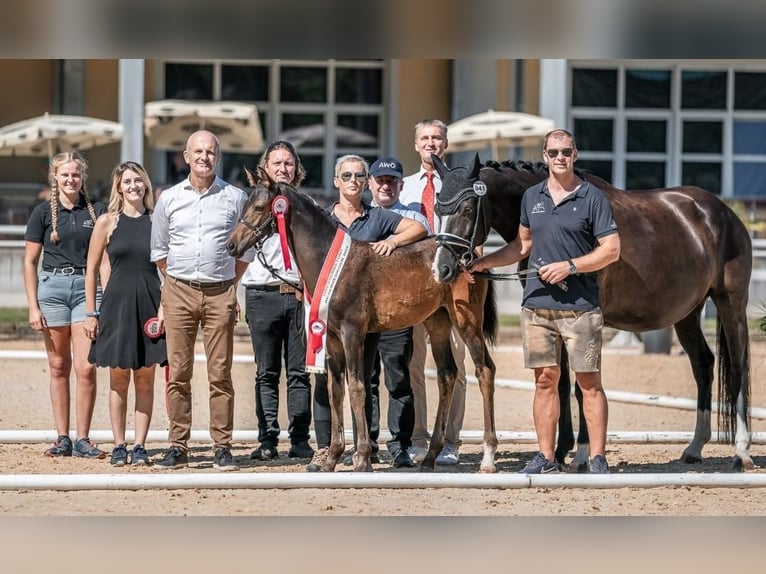 KWPN Giumenta 9 Anni 167 cm Morello in Wolfsbach
