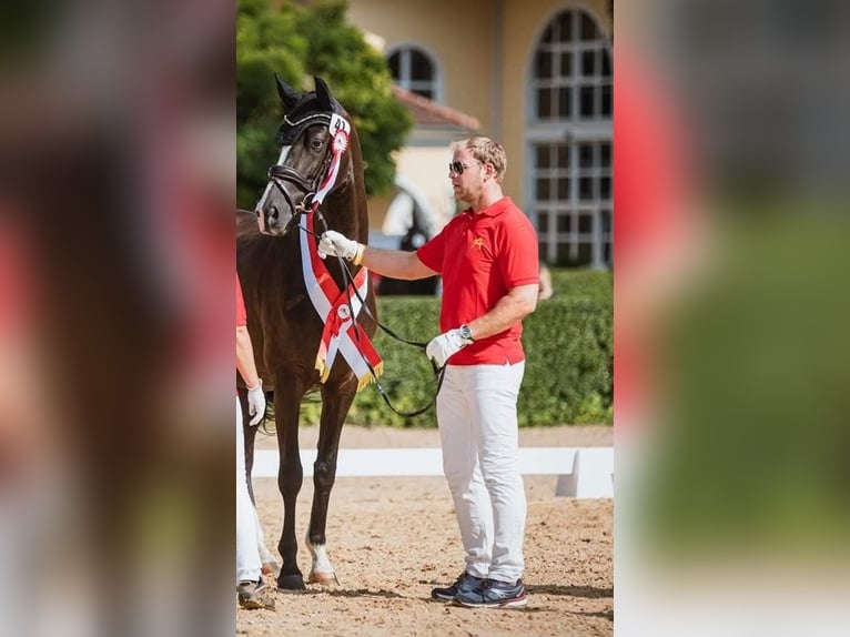 KWPN Giumenta 9 Anni 167 cm Morello in Wolfsbach
