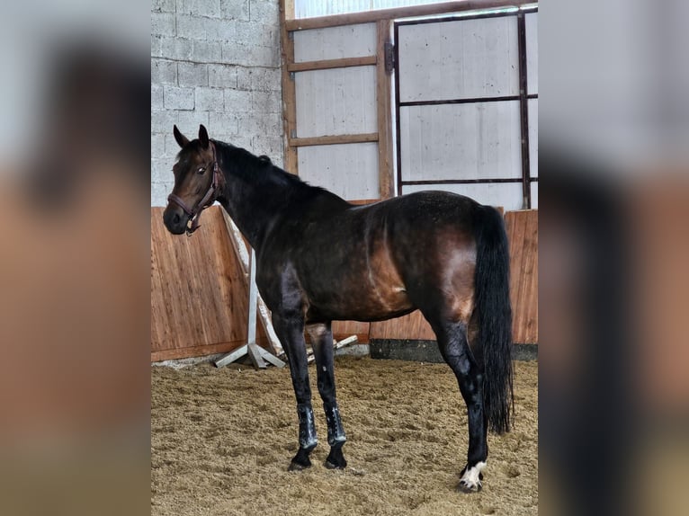 KWPN Giumenta 9 Anni 168 cm Baio scuro in Eger