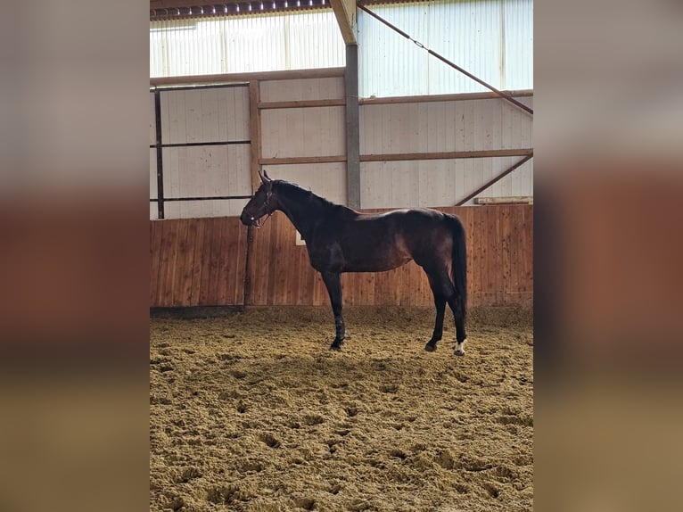 KWPN Giumenta 9 Anni 168 cm Baio scuro in Eger