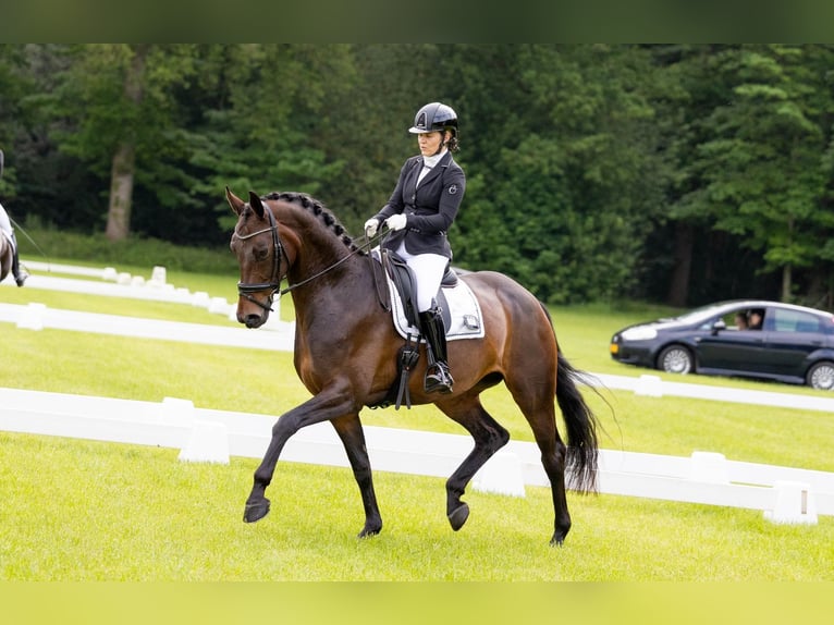 KWPN Giumenta 9 Anni 168 cm Baio scuro in Elim