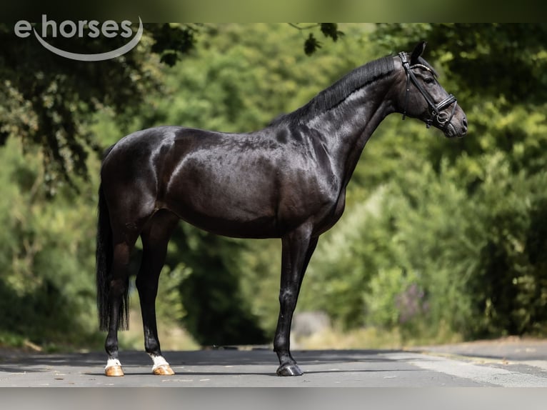 KWPN Giumenta 9 Anni 168 cm Morello in Windhagen