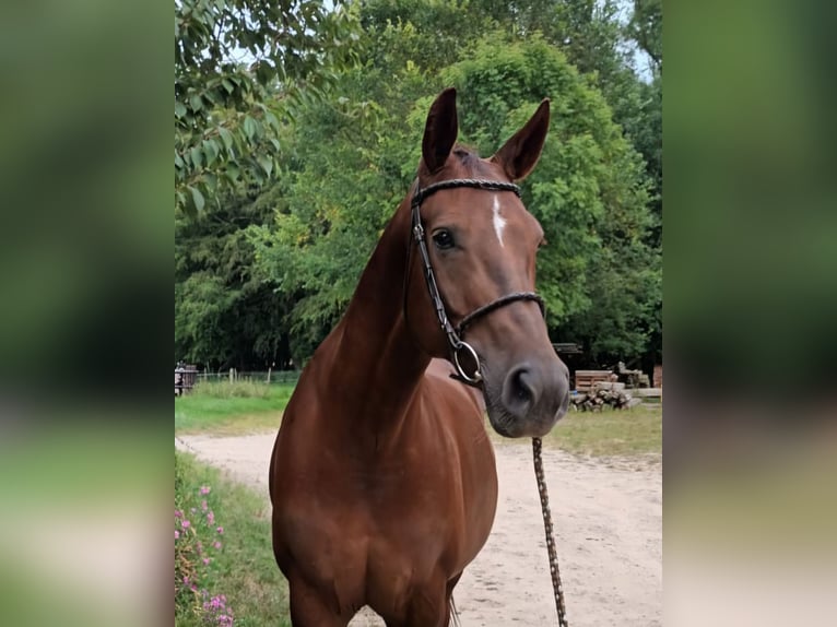 KWPN Giumenta 9 Anni 168 cm Sauro scuro in Uelzen