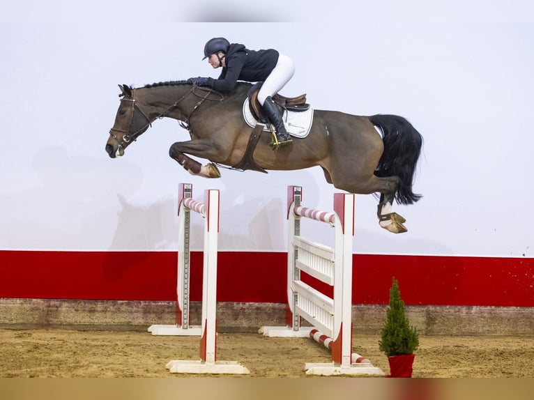 KWPN Giumenta 9 Anni 169 cm Baio in Waddinxveen