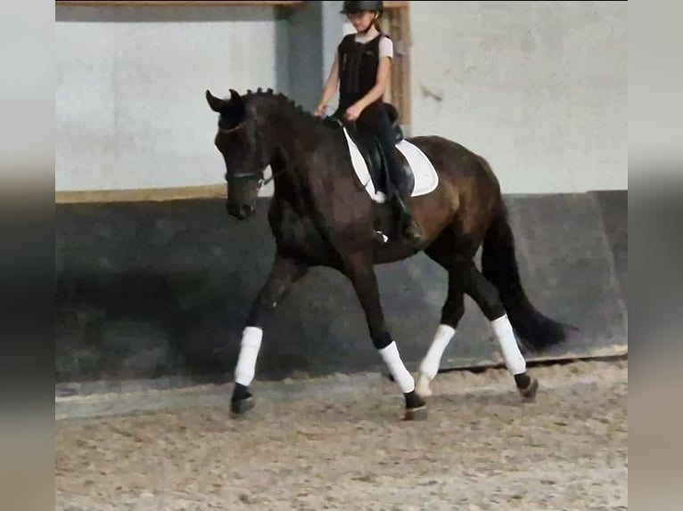 KWPN Giumenta 9 Anni 169 cm Morello in Kaldenkirchen