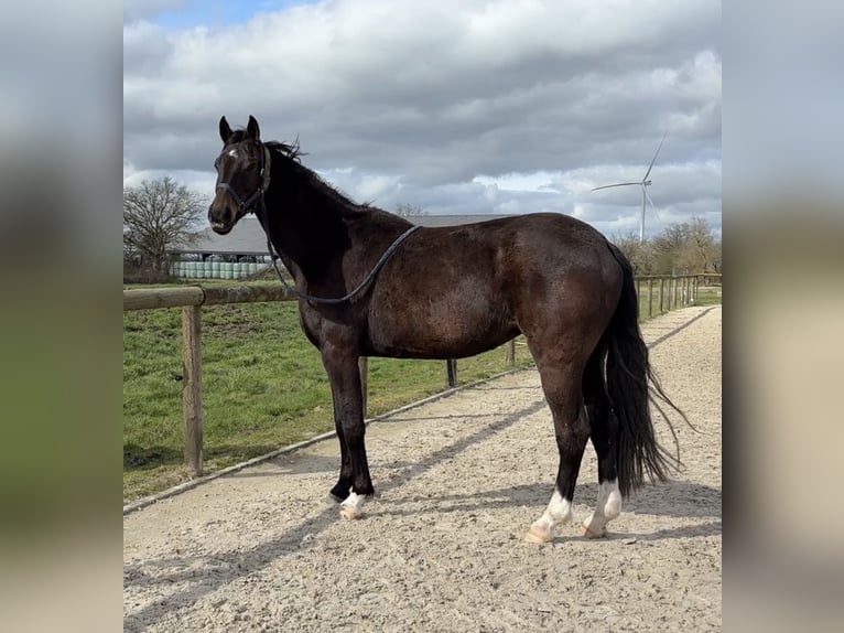KWPN Giumenta 9 Anni 169 cm Morello in Chambroutet