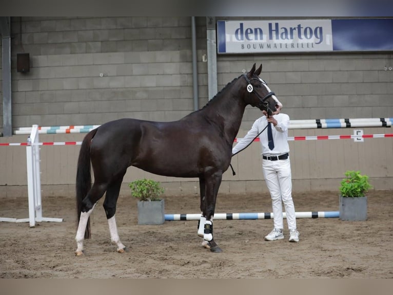 KWPN Giumenta 9 Anni 169 cm Sauro scuro in Stevensbeek