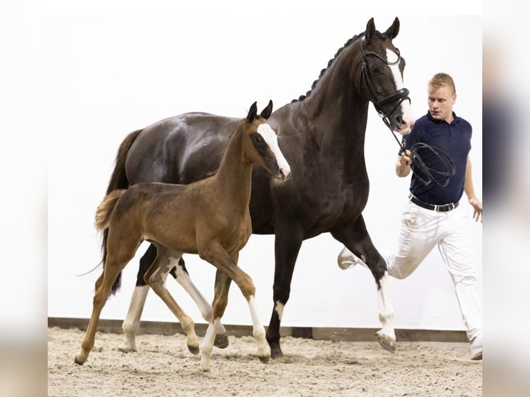 KWPN Giumenta 9 Anni 169 cm Sauro scuro in Stevensbeek