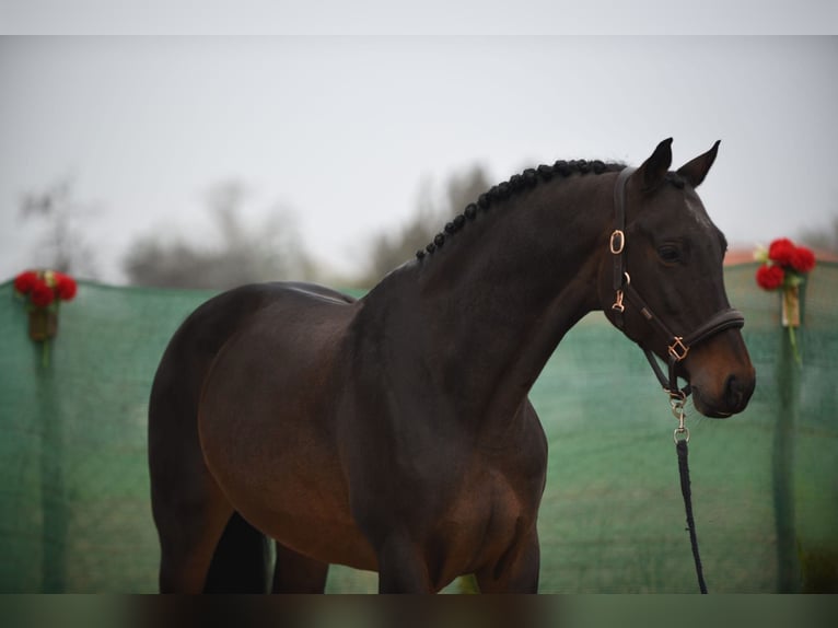 KWPN Giumenta 9 Anni 170 cm Baio ciliegia in Snina