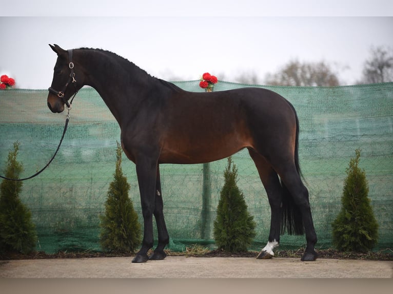 KWPN Giumenta 9 Anni 170 cm Baio ciliegia in Snina