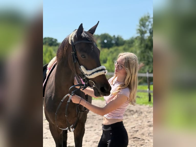 KWPN Giumenta 9 Anni 170 cm Baio nero in Kwidzyn