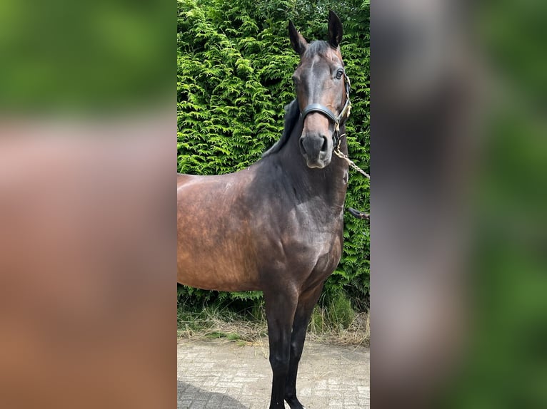 KWPN Giumenta 9 Anni 170 cm Baio scuro in Oosterstreek