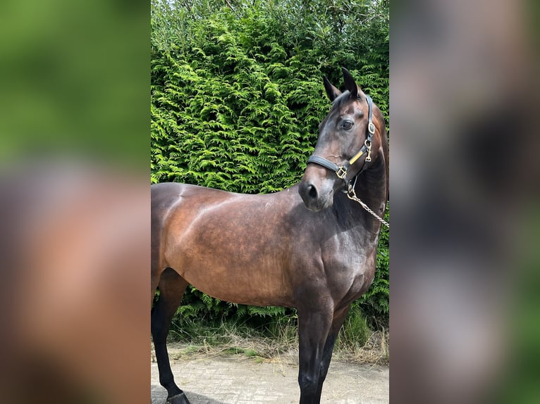 KWPN Giumenta 9 Anni 170 cm Baio scuro in Oosterstreek