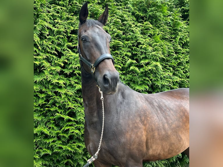 KWPN Giumenta 9 Anni 170 cm Baio scuro in Oosterstreek