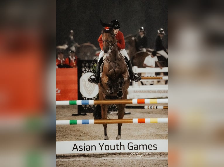 KWPN Giumenta 9 Anni 170 cm Baio scuro in Mönchengladbach