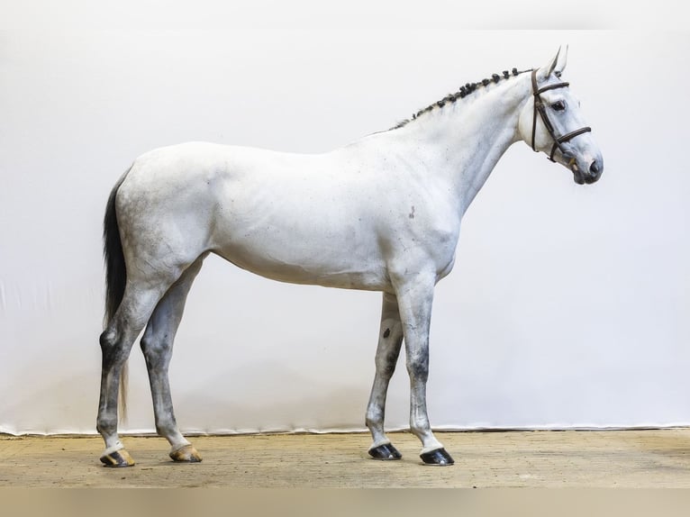 KWPN Giumenta 9 Anni 170 cm  in Waddinxveen