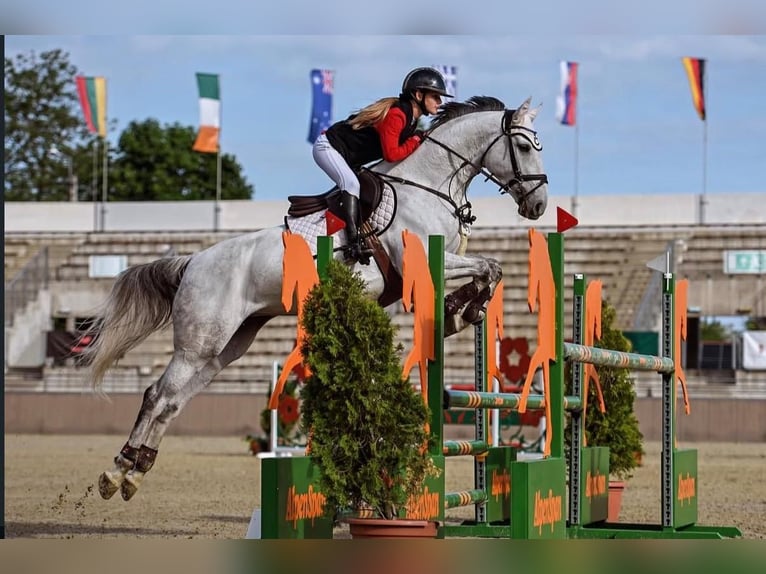 KWPN Giumenta 9 Anni 170 cm Grigio in Törökbálint