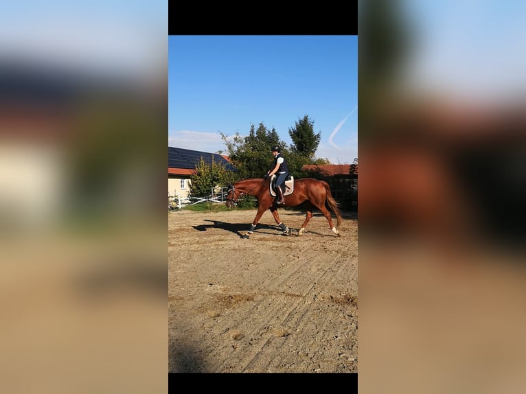 KWPN Giumenta 9 Anni 170 cm Sauro in Aidenbach