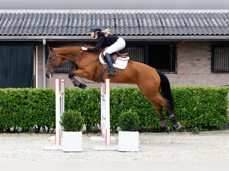 KWPN Giumenta 9 Anni 171 cm Baio in Waddinxveen KWPN Giumenta 9 Anni 171 cm Baio in Waddinxveen
