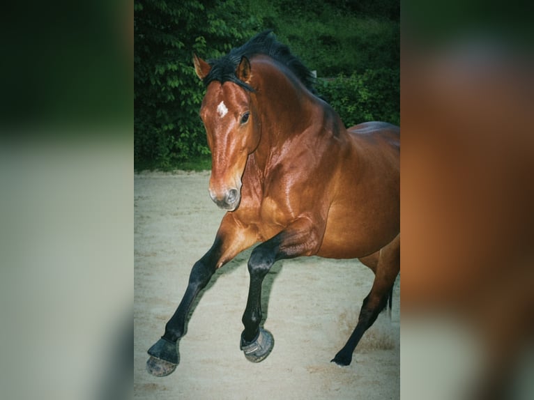 KWPN Giumenta 9 Anni 172 cm Baio in Essen