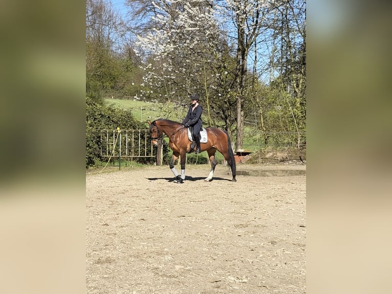 KWPN Giumenta 9 Anni 172 cm Baio in Essen