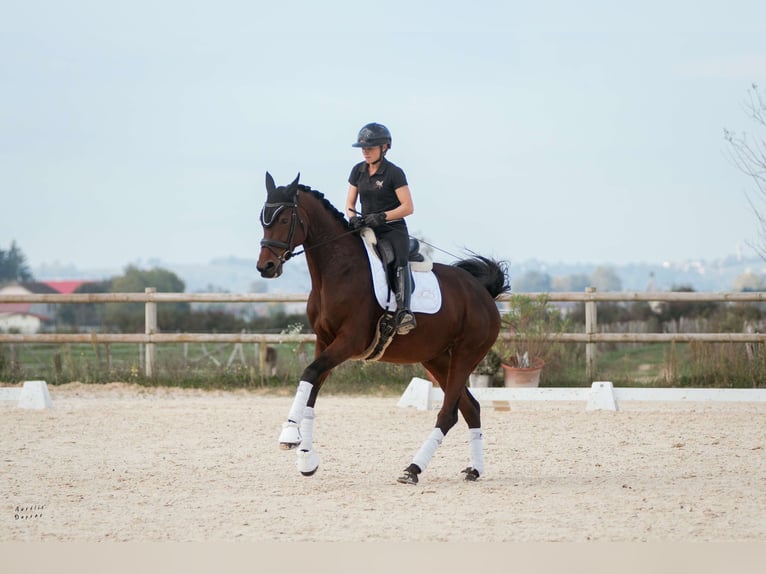 KWPN Giumenta 9 Anni 172 cm Baio in Ornacieux