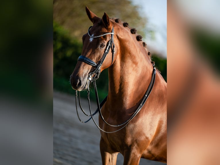 KWPN Giumenta 9 Anni 172 cm Baio chiaro in Weert