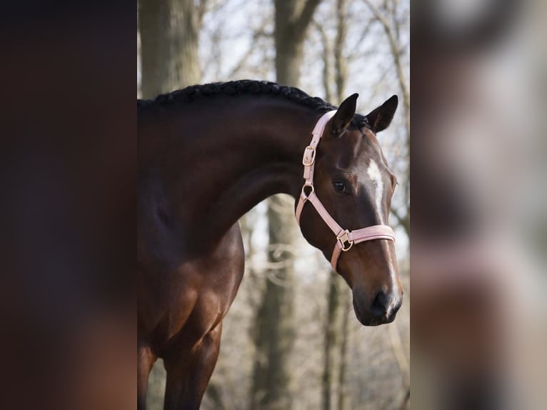 KWPN Giumenta 9 Anni 172 cm Baio scuro in Nettersheim