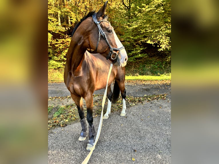 KWPN Giumenta 9 Anni 173 cm Baio in Üxheim KWPN Giumenta 9 Anni 173 cm Baio in Üxheim