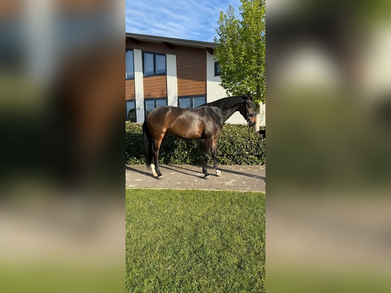 KWPN Giumenta 9 Anni 173 cm Baio scuro in ErpErp