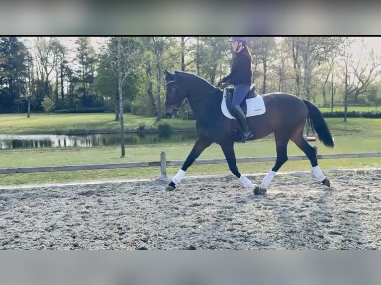 KWPN Giumenta 9 Anni 173 cm Baio scuro in ErpErp