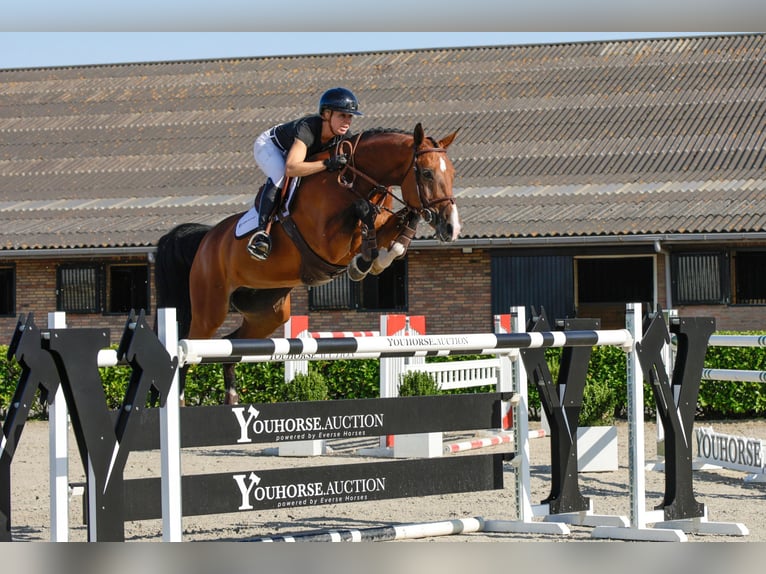KWPN Giumenta 9 Anni 174 cm Baio in Waddinxveen