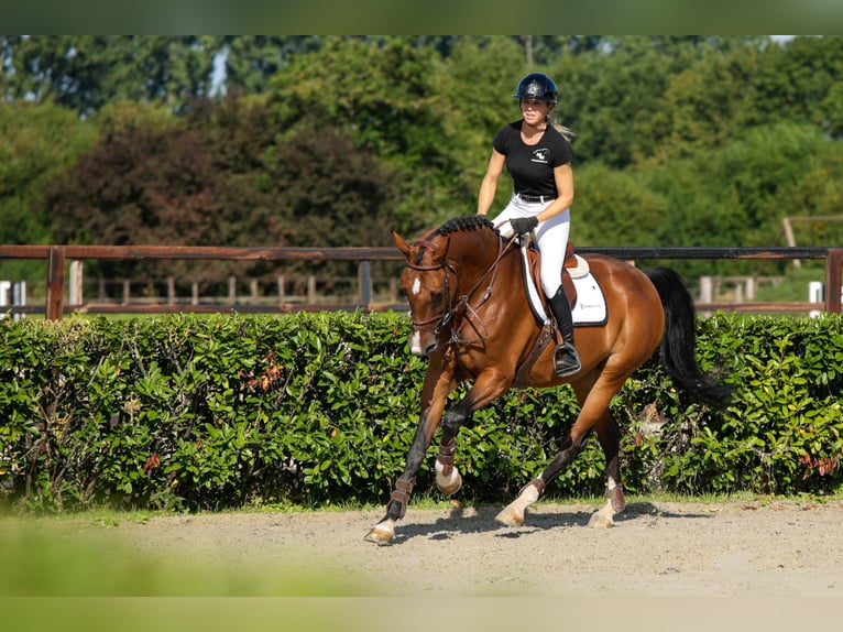 KWPN Giumenta 9 Anni 174 cm Baio in Waddinxveen