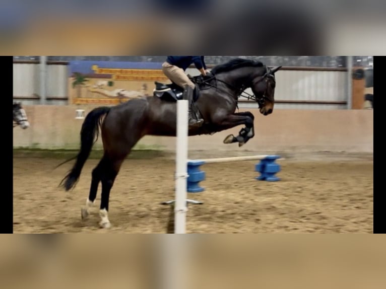 KWPN Giumenta 9 Anni 174 cm Baio scuro in Frankfurt am Main