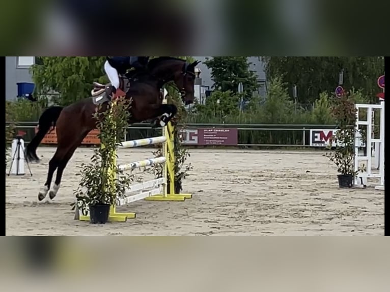 KWPN Giumenta 9 Anni 174 cm Baio scuro in Frankfurt am Main