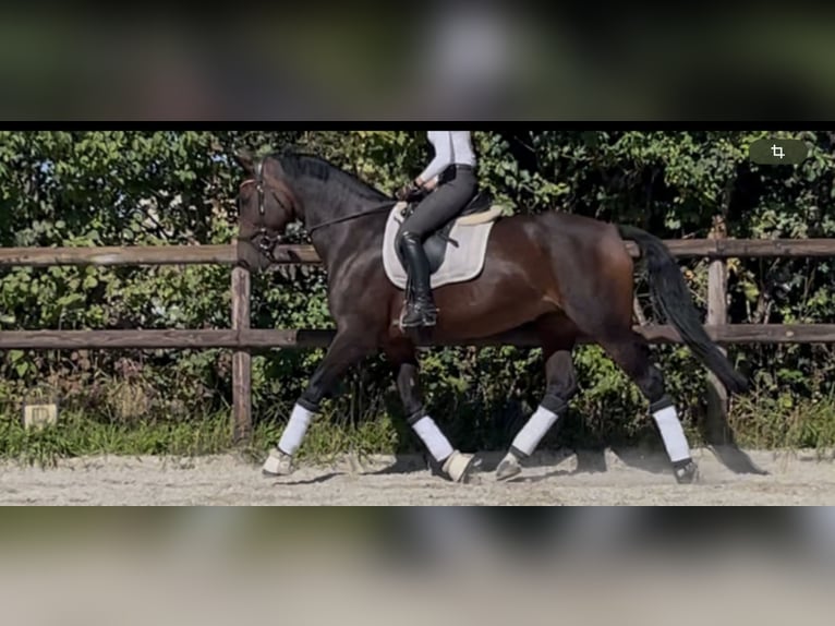 KWPN Giumenta 9 Anni 174 cm Baio scuro in Frankfurt am Main