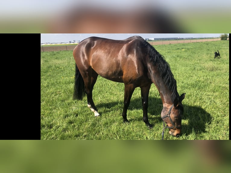 KWPN Giumenta 9 Anni 174 cm Baio scuro in Frankfurt am Main