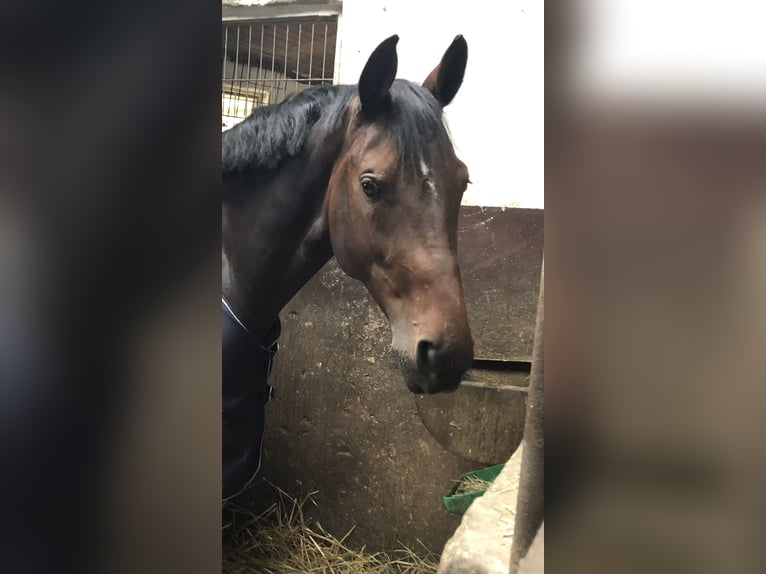 KWPN Giumenta 9 Anni 174 cm Baio scuro in Frankfurt am Main