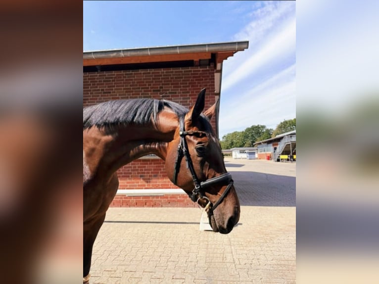 KWPN Giumenta 9 Anni 175 cm Baio in Münster