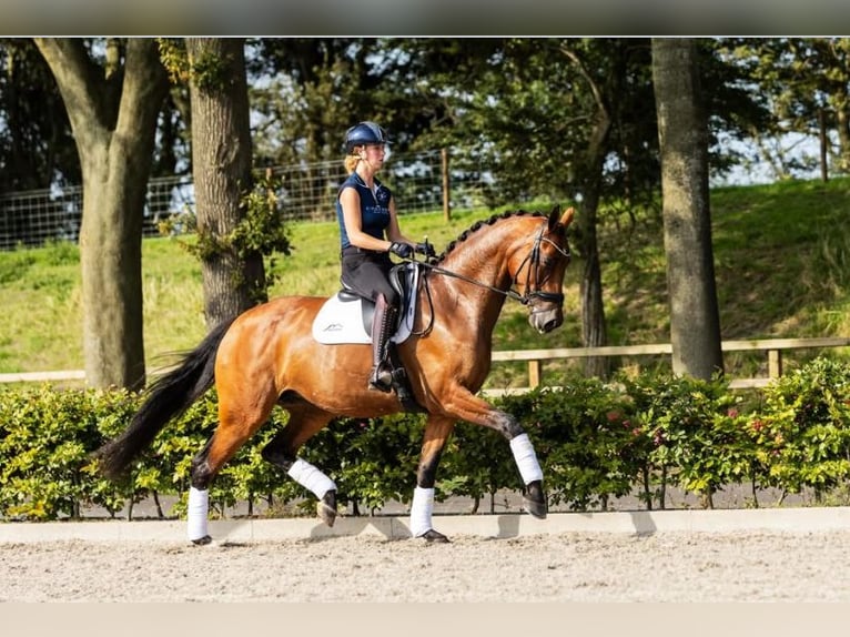 KWPN Giumenta 9 Anni 178 cm Baio in Nieuwe Niedorp