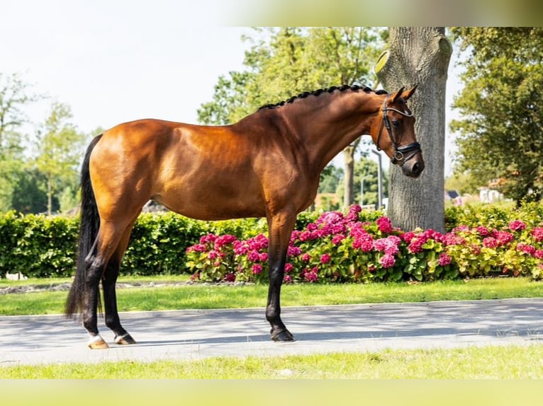 KWPN Giumenta 9 Anni 178 cm Baio in Nieuwe Niedorp