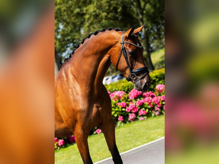 KWPN Giumenta 9 Anni 178 cm Baio in Nieuwe Niedorp