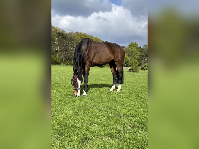 KWPN Giumenta 9 Anni 178 cm Baio scuro in Bilthoven