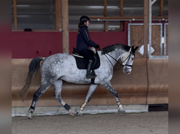 KWPN Giumenta 9 Anni 178 cm Grigio trotinato in Coswig