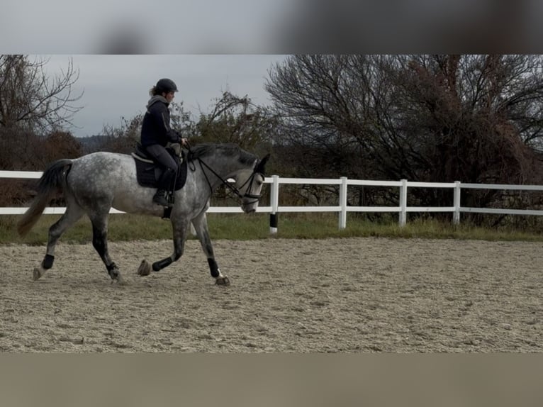 KWPN Giumenta 9 Anni 178 cm Grigio trotinato in Coswig