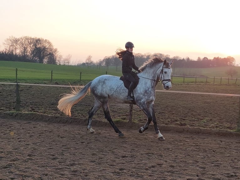 KWPN Giumenta 9 Anni 180 cm Grigio in Grefrath