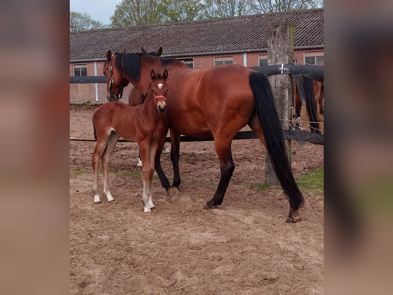 KWPN Giumenta Puledri (04/2026) 165 cm Baio in Wijnjewoude